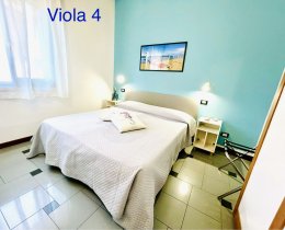 Viola